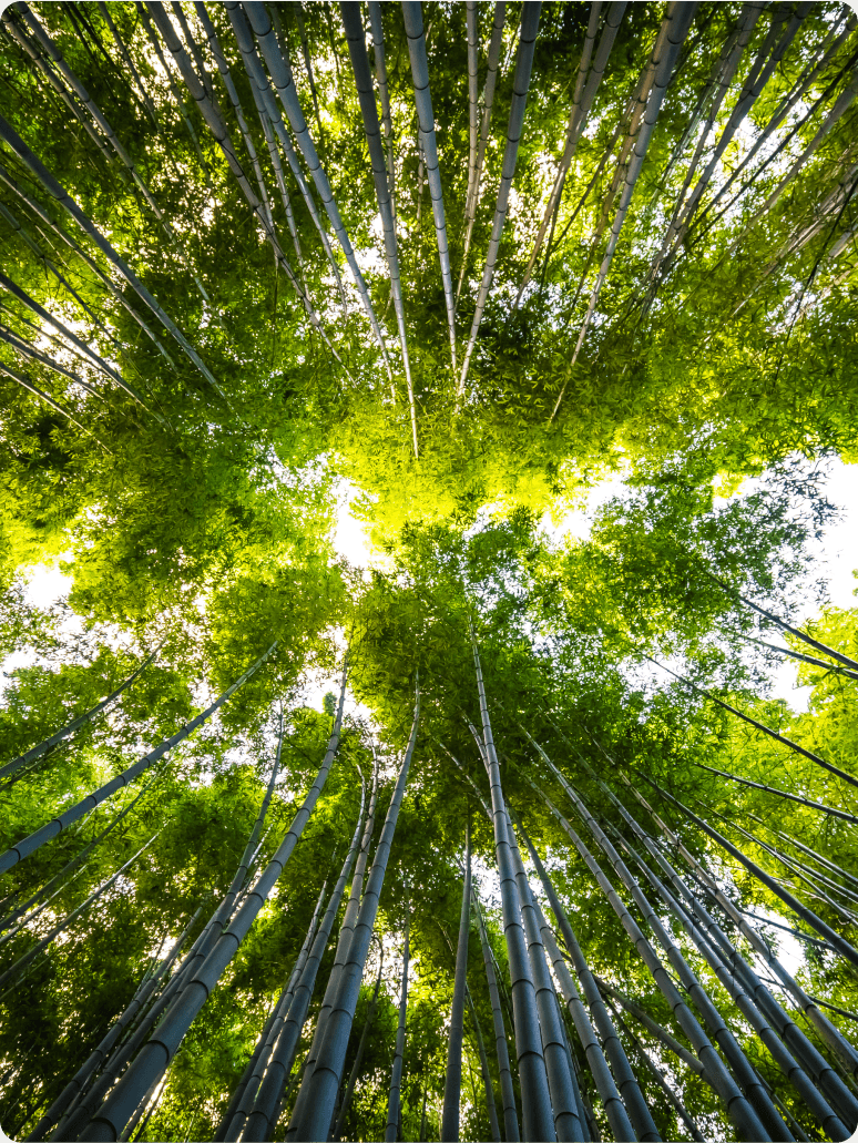 Looking up into a bamboo forest